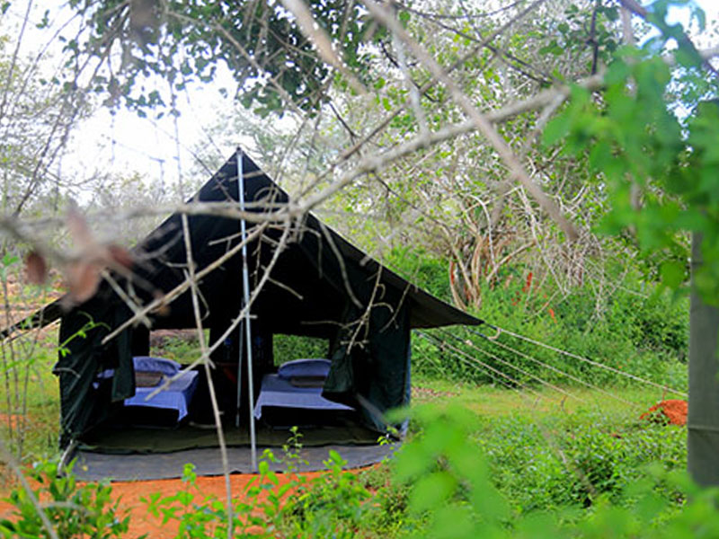 Yala <br>From $1,100(Double Tent)
